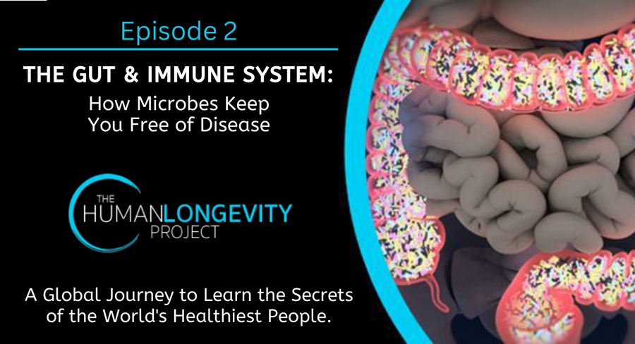 THE GUT & IMMUNE SYSTEM: How Microbes Keep You Free Of Disease